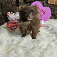 PomPom, a female Pomeranian for sale in Spiro, OK – Photo 2 of 8