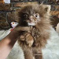 PomPom, a female Pomeranian for sale in Spiro, OK – Photo 8 of 8