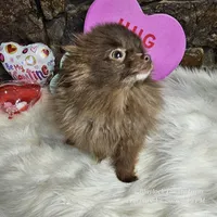 PomPom, a female Pomeranian for sale in Spiro, OK – Photo 5 of 8