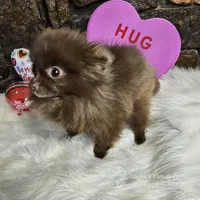 PomPom, a female Pomeranian for sale in Spiro, OK – Photo 1 of 8