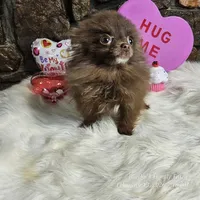 PomPom, a female Pomeranian for sale in Spiro, OK – Photo 4 of 8