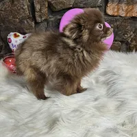 PomPom, a female Pomeranian for sale in Spiro, OK – Photo 7 of 8