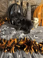 Mikey, a male Poodle - Toy  for sale in Spiro, OK – 4 of 5