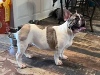 Tammy, a female French Bulldog for sale in Spiro, OK – Photo 6 of 6