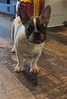 Tammy, a female French Bulldog for sale in Spiro, OK – Photo 5 of 6