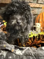 Laverne, a female Poodle - Toy  for sale in Spiro, OK – 1 of 6