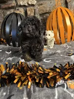 Mikey, a male Poodle - Toy  for sale in Spiro, OK – 2 of 5