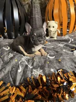 Jack, a male French Bulldog for sale in Spiro, OK – 5 of 7