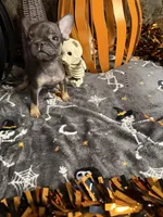 Speeders do, a female French Bulldog for sale in Spiro, OK – 4 of 5