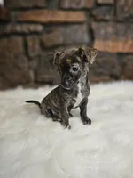 Bobby, a male Chihuahua for sale in Spiro, OK – Photo 6 of 6