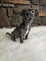 Bobby, a male Chihuahua for sale in Spiro, OK – Photo 4 of 6