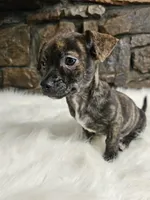 Bobby, a male Chihuahua for sale in Spiro, OK – Photo 3 of 6