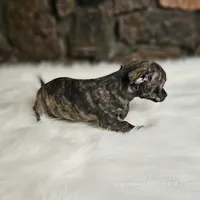 Bobby, a male Chihuahua for sale in Spiro, OK – Photo 5 of 6