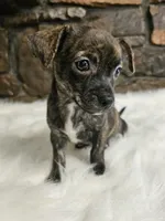 Bobby, a male Chihuahua for sale in Spiro, OK – Photo 1 of 6