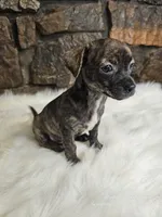 Bobby, a male Chihuahua for sale in Spiro, OK – Photo 2 of 6