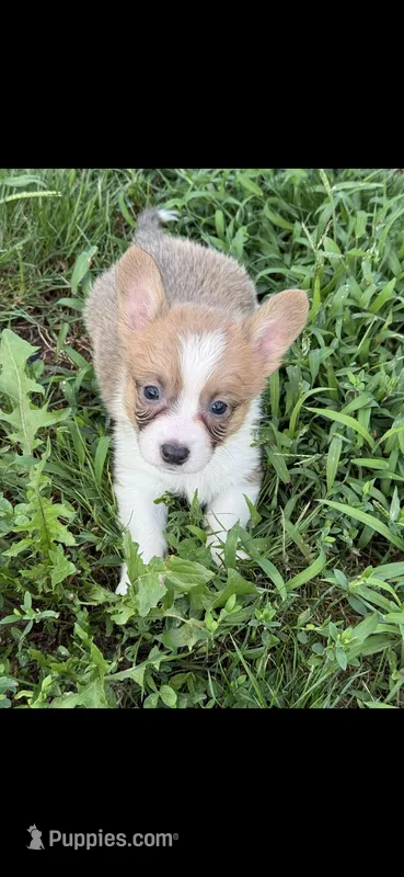 Rocket – Pembroke Welsh Corgi puppy for sale in Indianapolis, IN