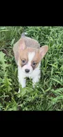 Rocket, a male Pembroke Welsh Corgi for sale in Indianapolis, IN – 1 of 1