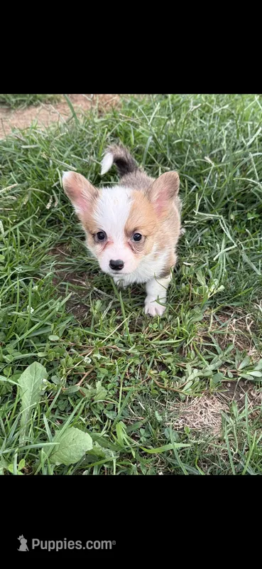 Shimmer – Pembroke Welsh Corgi puppy for sale in Indianapolis, IN