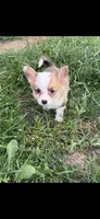 Shimmer, a female Pembroke Welsh Corgi for sale in Indianapolis, IN – 1 of 1