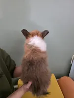 Pie, a female Pembroke Welsh Corgi for sale in Indianapolis, IN – Photo 2 of 5