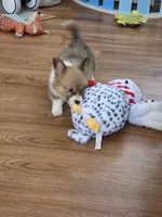 Pie, a female Pembroke Welsh Corgi for sale in Indianapolis, IN – Photo 5 of 5