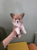 Pie, a female Pembroke Welsh Corgi for sale in Indianapolis, IN – Photo 3 of 5