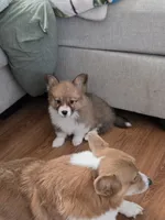 Pie, a female Pembroke Welsh Corgi for sale in Indianapolis, IN – Photo 4 of 5