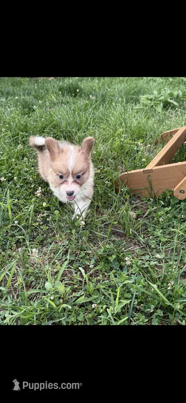 Sparkler – Pembroke Welsh Corgi puppy for sale in Indianapolis, IN