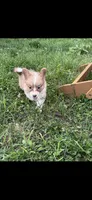 Sparkler, a female Pembroke Welsh Corgi for sale in Indianapolis, IN – 1 of 1