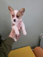 Cranberry, a female Pembroke Welsh Corgi for sale in Indianapolis, IN – Photo 3 of 4