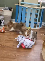 Cranberry, a female Pembroke Welsh Corgi for sale in Indianapolis, IN – Photo 4 of 4