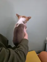 Cranberry, a female Pembroke Welsh Corgi for sale in Indianapolis, IN – Photo 2 of 4