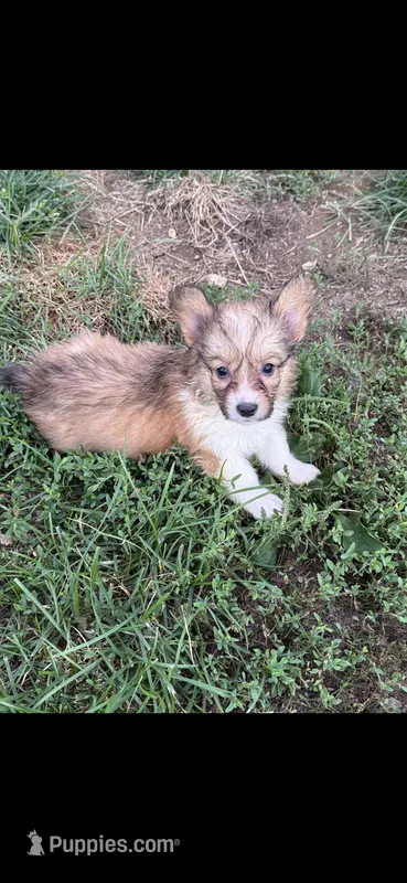 Burst – Pembroke Welsh Corgi puppy for sale in Indianapolis, IN