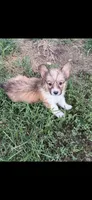 Burst, a male Pembroke Welsh Corgi for sale in Indianapolis, IN – 1 of 1