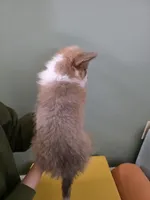 Gravy, a male Pembroke Welsh Corgi for sale in Indianapolis, IN – Photo 3 of 4