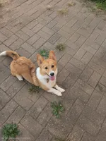 Skye, a female Pembroke Welsh Corgi for sale in Indianapolis, IN – 1 of 1