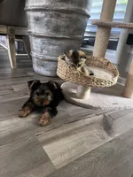 Rocky, a male Yorkshire Terrier for sale in Suwanee, GA – 3 of 4