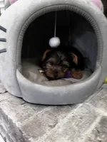 Rocky, a male Yorkshire Terrier for sale in Suwanee, GA – 4 of 4