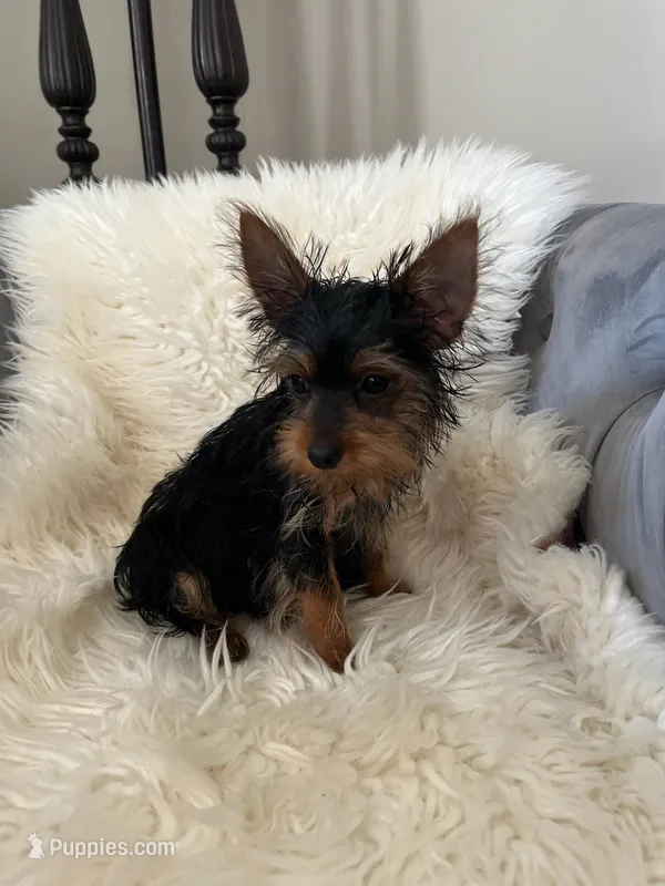 Kai – Yorkshire Terrier puppy for sale in Suwanee, GA