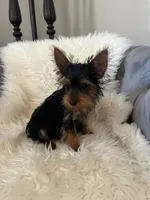 Kai, a male Yorkshire Terrier for sale in Suwanee, GA – 1 of 4