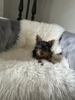 Kai, a male Yorkshire Terrier for sale in Suwanee, GA – 4 of 4