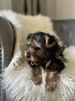 Rocky, a male Yorkshire Terrier for sale in Suwanee, GA – 2 of 4