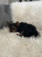 Kai, a male Yorkshire Terrier for sale in Suwanee, GA – 3 of 4
