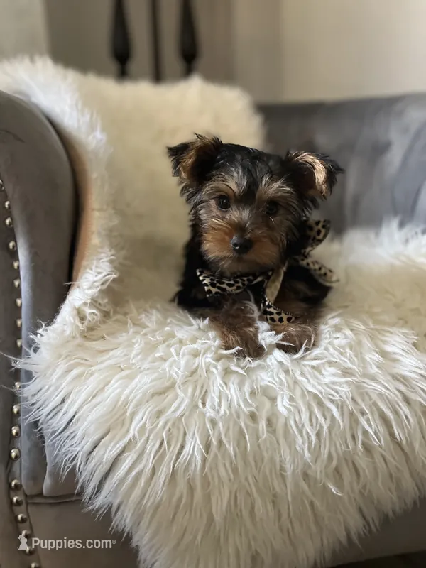 Rocky – Yorkshire Terrier puppy for sale in Suwanee, GA