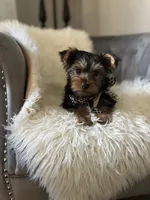Rocky, a male Yorkshire Terrier for sale in Suwanee, GA – 1 of 4