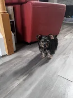 Rocky, a male Yorkshire Terrier for sale in Suwanee, GA – 6 of 7