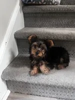 Rocky, a male Yorkshire Terrier for sale in Suwanee, GA – 5 of 7