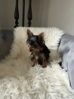 Kai, a male Yorkshire Terrier for sale in Suwanee, GA – 2 of 4