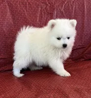 processed/ead35ecd-efa1-4859-8e08-9a8e346fe47e/listing/ecc1c4c3-d635-47d3-b05a-eed680895abd/5bb9b55a-b71d-476d-83d5-6052f9e22bb4