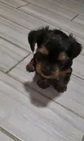 Mamba, a male Yorkshire Terrier for sale in Linden, NJ – 6 of 10